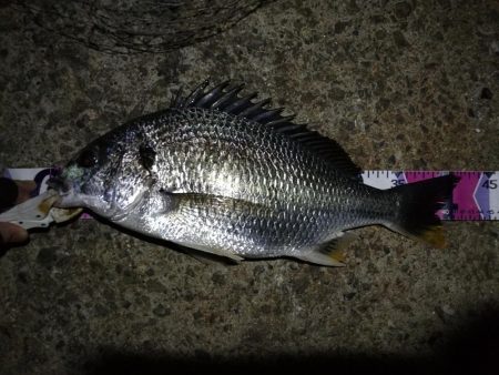 (2020/08/22 南港ヘチ釣り キビレチヌ 43cm,42cm~ ガシラ 釣果有り)