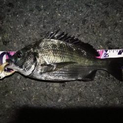 (2020/08/23 南港ヘチ釣り キビレチヌ 44cm,36cm,33㎝~ 真チヌ 32㎝ 釣果有り)