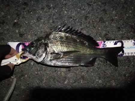 (2020/08/23 南港ヘチ釣り キビレチヌ 44cm,36cm,33㎝~ 真チヌ 32㎝ 釣果有り)