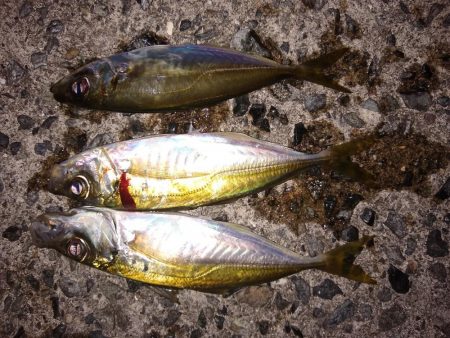 アジはイマイチ