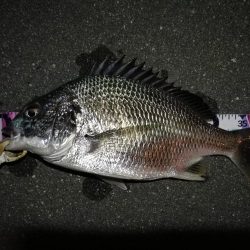 (2020/08/26 南港ヘチ釣り キビレチヌ 45cm,41.5㎝,32cm,30㎝~ ガシラ 20㎝ 釣果有り)