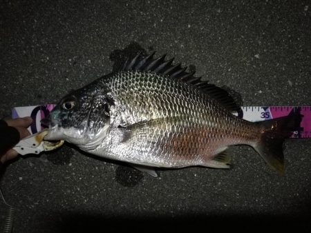 (2020/08/26 南港ヘチ釣り キビレチヌ 45cm,41.5㎝,32cm,30㎝~ ガシラ 20㎝ 釣果有り)