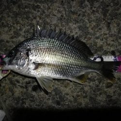 （2020/08/27 南港ヘチ釣り　 真チヌ 49㎝、キビレチヌ 38cm～ ガシラ 釣果有り）