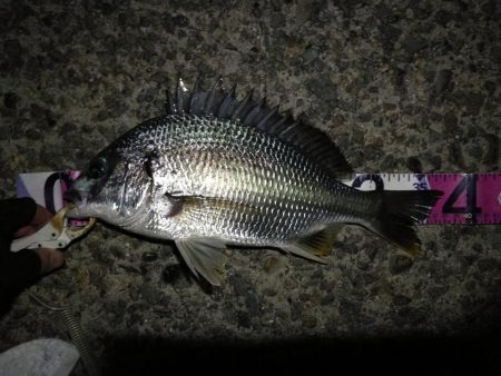 （2020/08/27 南港ヘチ釣り　 真…