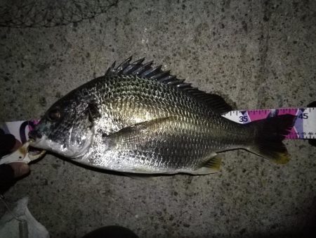 （2020/08/28 南港ヘチ釣り　 真…