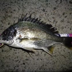 (2020/08/29 南港ヘチ釣り 真チヌ 47.5㎝、キビレチヌ 40cm~ 釣果有り)