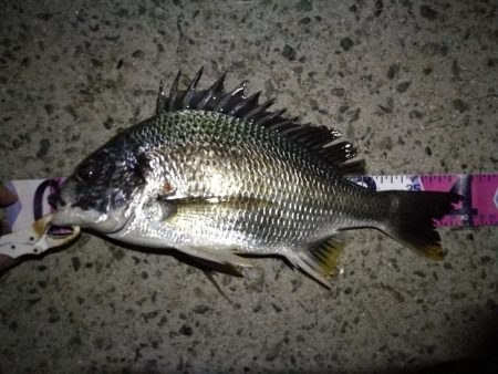 (2020/08/29 南港ヘチ釣り 真チヌ 47.5㎝、キビレチヌ 40cm~ 釣果有り)