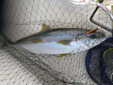 ナイスヒラマサ！！