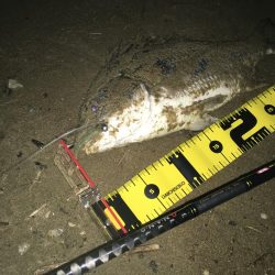 ２０２０　キビレ調査NO、２　