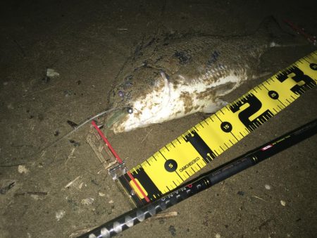 ２０２０　キビレ調査NO、２　