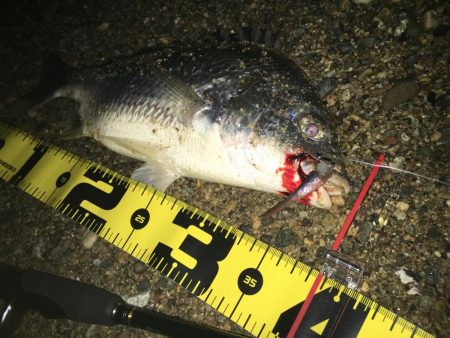 ２０２０　キビレ調査NO、3　