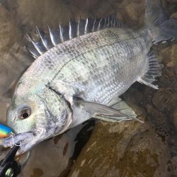 ウェーディングでチヌ狙い