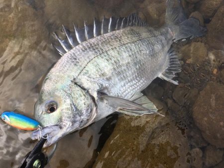 ウェーディングでチヌ狙い