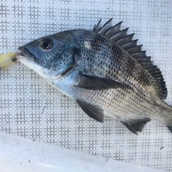 ボートシーバスゲーム 入船丸にRIDE!