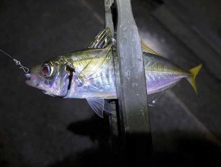 アジングする場所ないですね