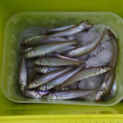 梅雨明けのキス釣り 小型ばかり