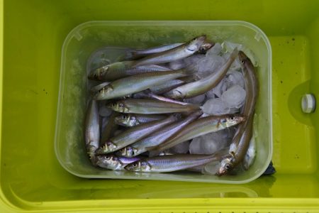 梅雨明けのキス釣り 小型ばかり