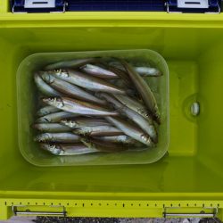 猛暑のキス釣り