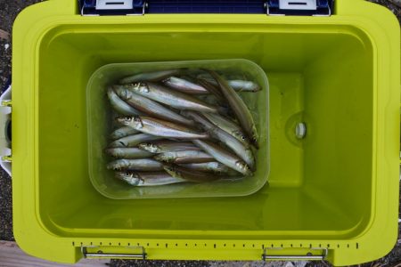 猛暑のキス釣り