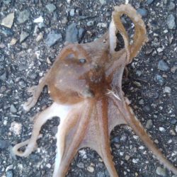 ちょっとちょい投げ‼️