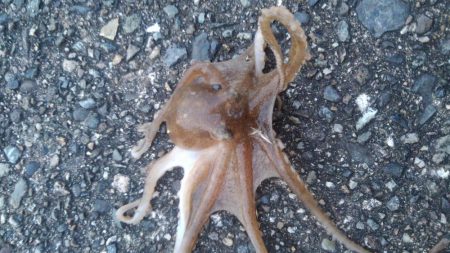 ちょっとちょい投げ‼️