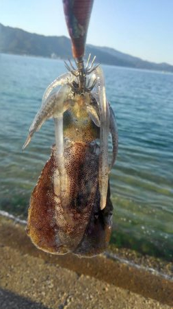 夕涼み❓エギング