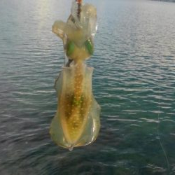 朝まずめ短時間調査