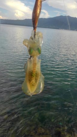 朝まずめ短時間調査