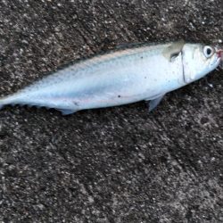 やっぱりショアジギ！！