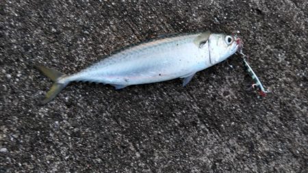 やっぱりショアジギ！！