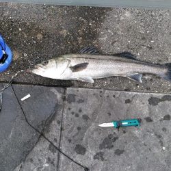 スズキさんいらっしゃ～い