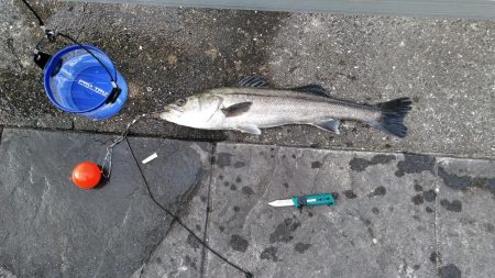 スズキさんいらっしゃ～い