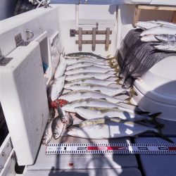 遊漁船SOUTH8/1釣果