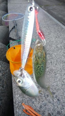 二日連続の釣行