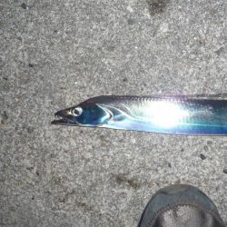 周りは爆釣！！