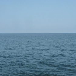 やっぱりちびタチ