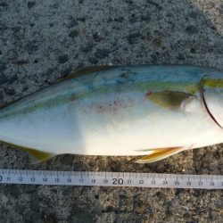 メジロ?ハマチ??