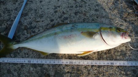 メジロ?ハマチ??