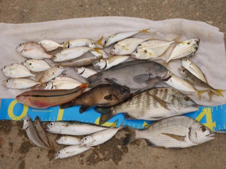 チヌ（カイズ）