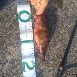 ぶっ込み釣り ミャク釣り 泳がせ釣り