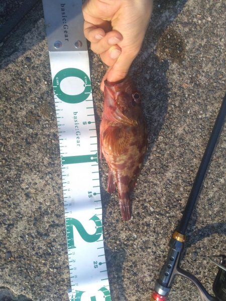 ぶっ込み釣り ミャク釣り 泳がせ釣り