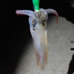 初ケンサキ釣行