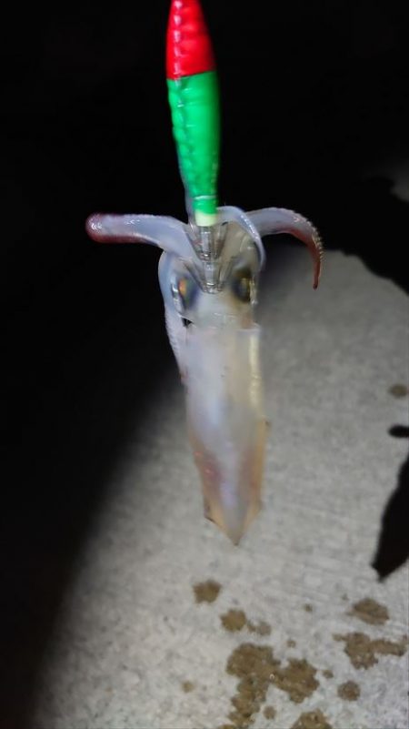 初ケンサキ釣行