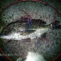 夜の紀州釣り