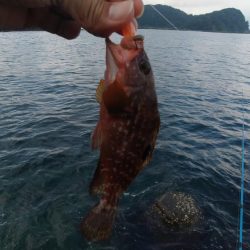 2020年キジハタ（アコウ）開幕！