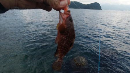 2020年キジハタ（アコウ）開幕！