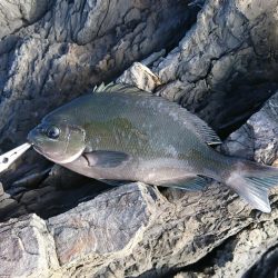 地磯にて30cmアップのグレ3匹