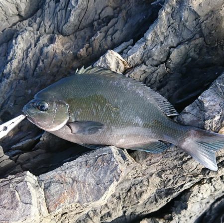 地磯にて30cmアップのグレ3匹