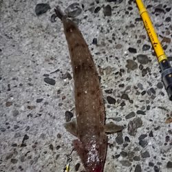 タチウオ好調です