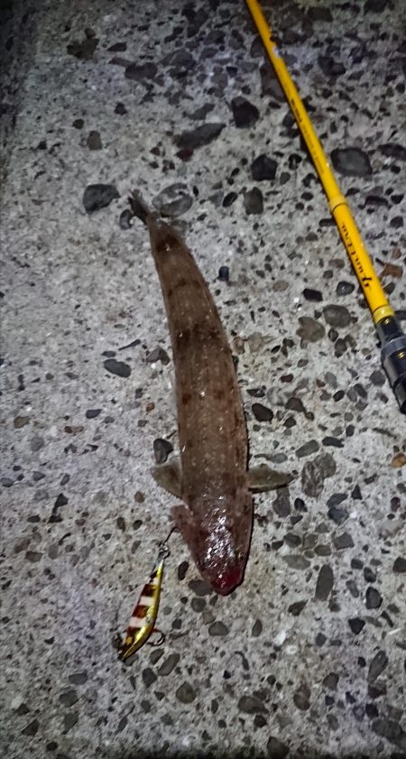 タチウオ好調です